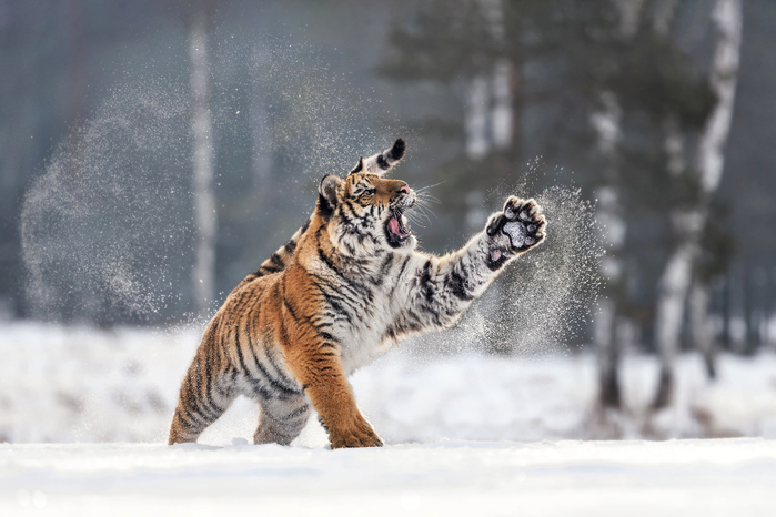 1_CATERS_TIGERS_IN_SNOW_02 (700x466, 294Kb)