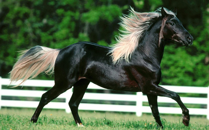 4743317_beautifulhorses22 (696x435, 119Kb)