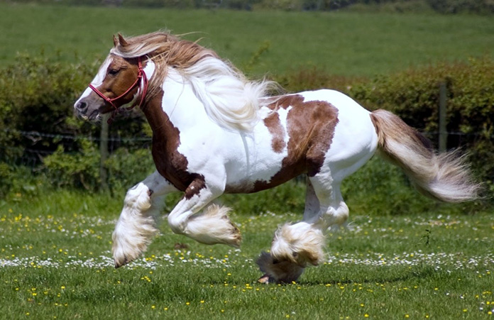 4743317_beautifulhorses24 (696x451, 133Kb)