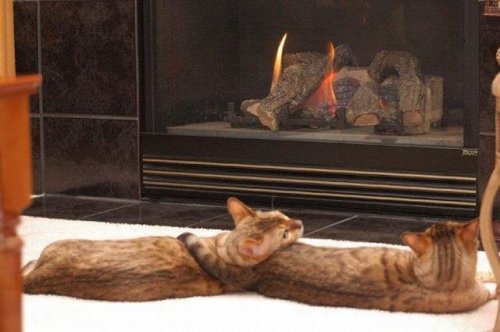 котики недность (500x332, 32Kb)