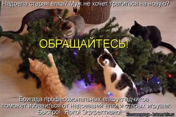 4743317_kotomatritsa_v_jpgl (700x464, 67Kb)