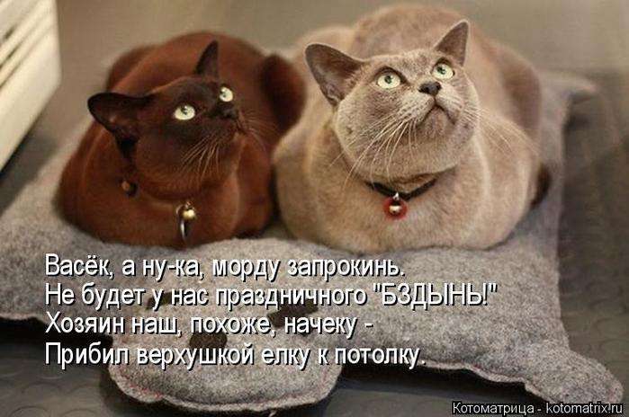 4743317_kotomatritsa_f (700x464, 54Kb)