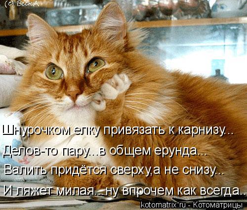 4743317_kotomatritsa_U (500x425, 60Kb)
