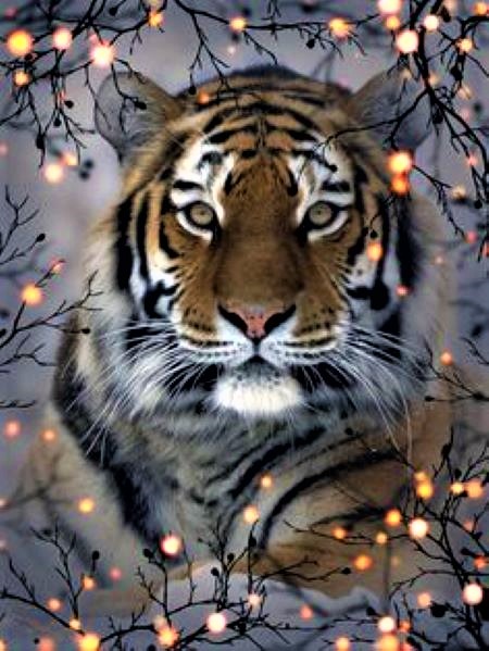 7054899_Tigr (450x599, 110Kb)