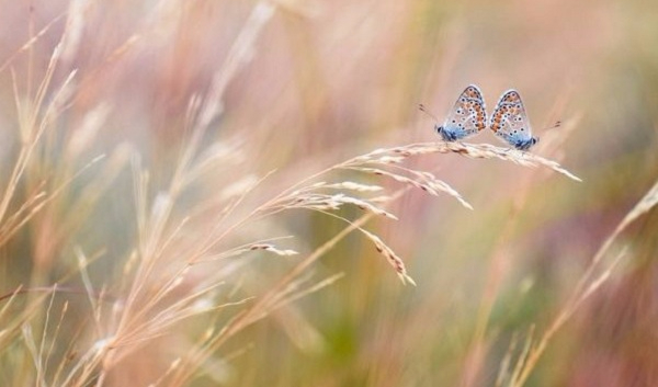 7 (600x353, 140Kb)