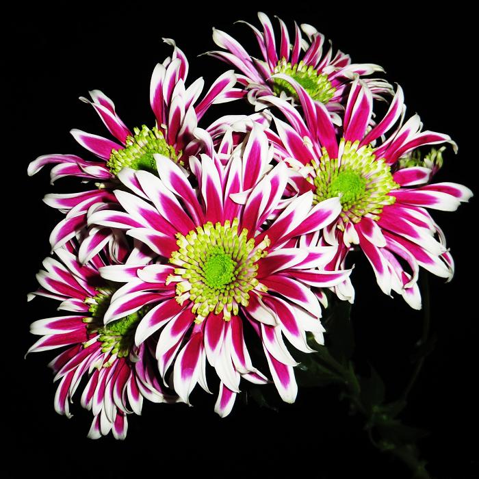 06 (700x700, 103Kb)