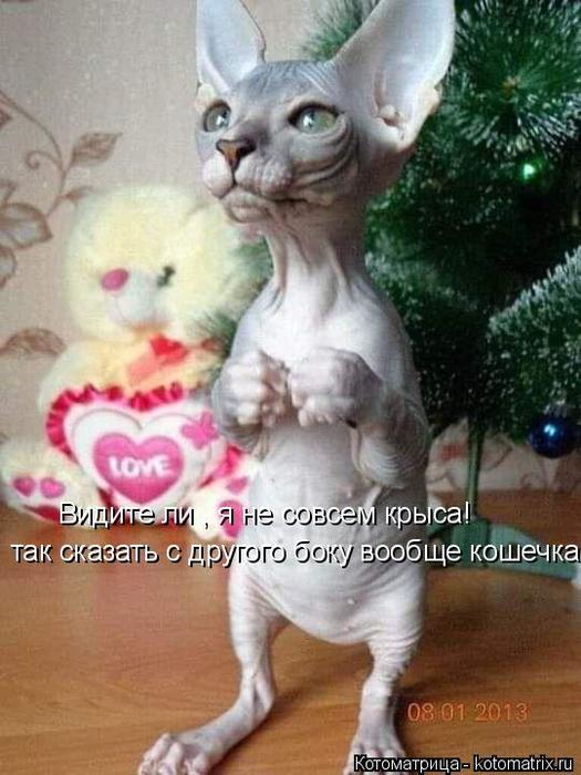 4743317_kotomatritsa_P_jpgosh (525x700, 57Kb)