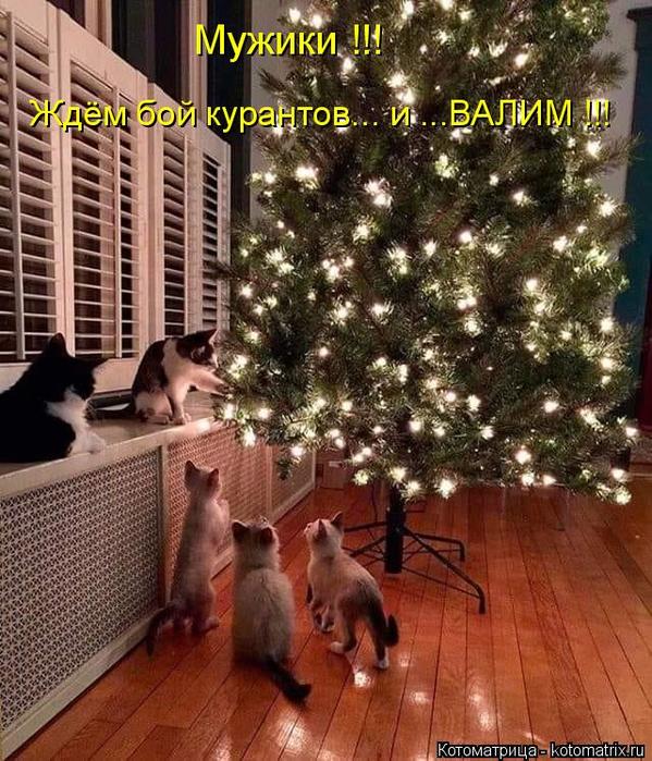 4743317_kotomatritsa_bc (599x700, 102Kb)