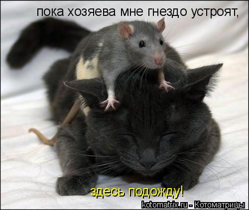 4743317_4q (500x422, 32Kb)