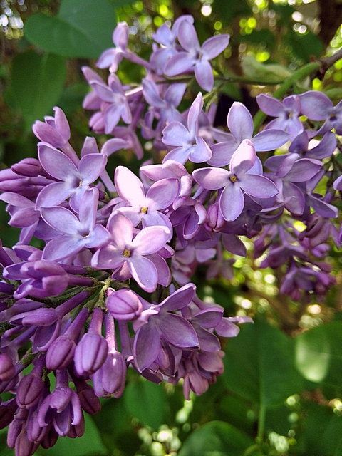 lilac