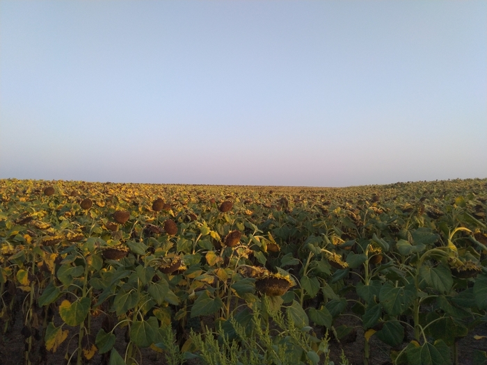3922583_IMG_20210822_061351 (700x525, 246Kb)
