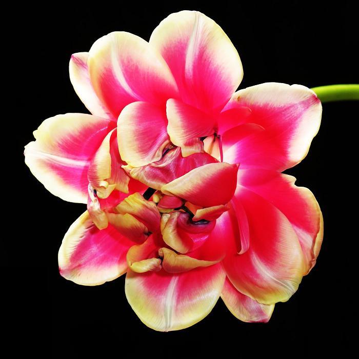 0 (700x700, 60Kb)