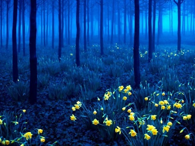 4743317_Cherniiles31024x76811024x768 (640x480, 94Kb)