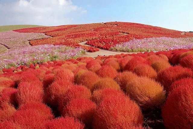 4743317_krasnyiekohiiHitachiSeasideParkinHitachinakaJapan11024x685 (640x428, 103Kb)