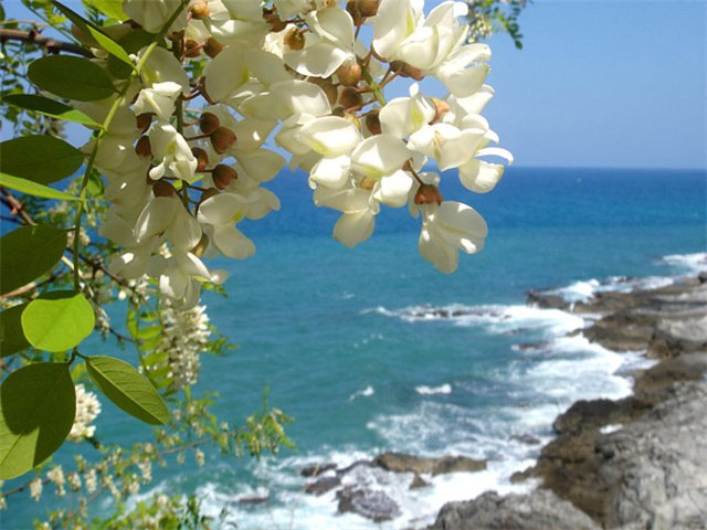 4432201_odessa_vesna_ (640x480, 65Kb)