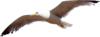 Animals Collection #6 (42) (100x37, 4Kb)