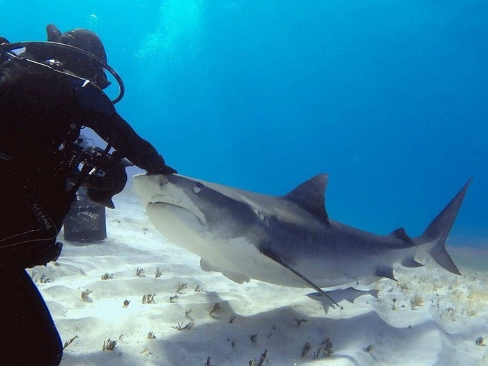 3437583_58343219 (700x525, 66Kb)