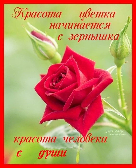 5182169_spU4ZsyNku0H (566x700, 124Kb)