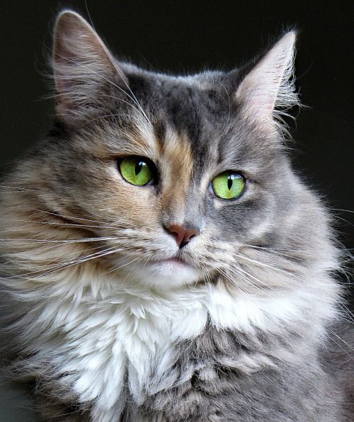 3437583_b4ebd696cf4 (500x596, 65Kb)