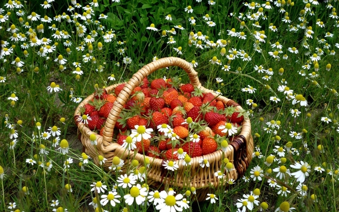 5158259_Food_Fruits_and_Berryes_Basket_of_strawberries_030118_ (700x437, 342Kb)