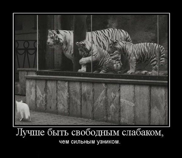 4743317_demotivatori_16 (600x520, 49Kb)