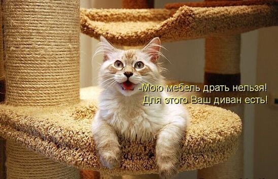 4743317_i_jpg5 (548x353, 61Kb)