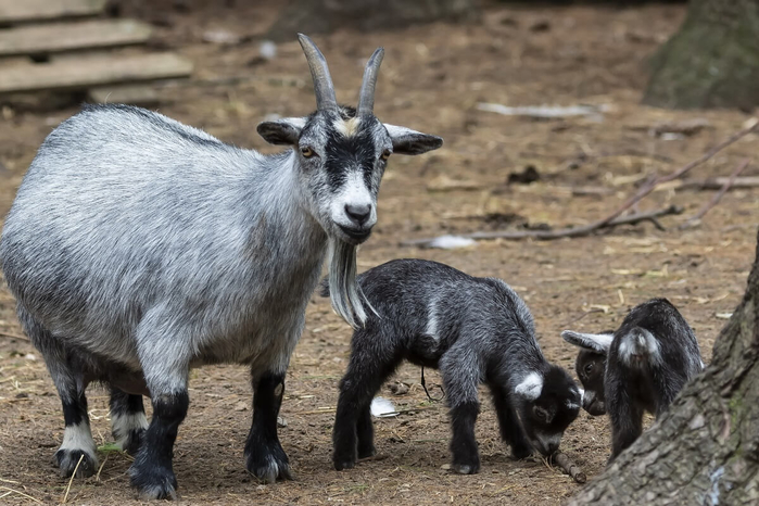 Pygmy-Goats (700x466, 334Kb)