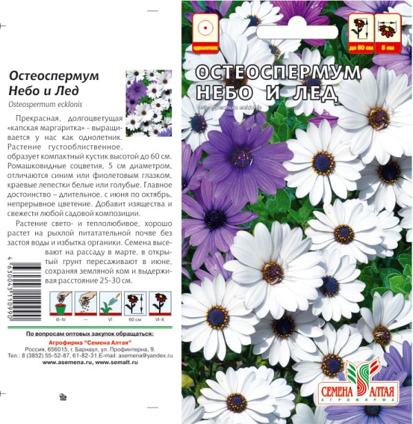 Остеоспермум Купить