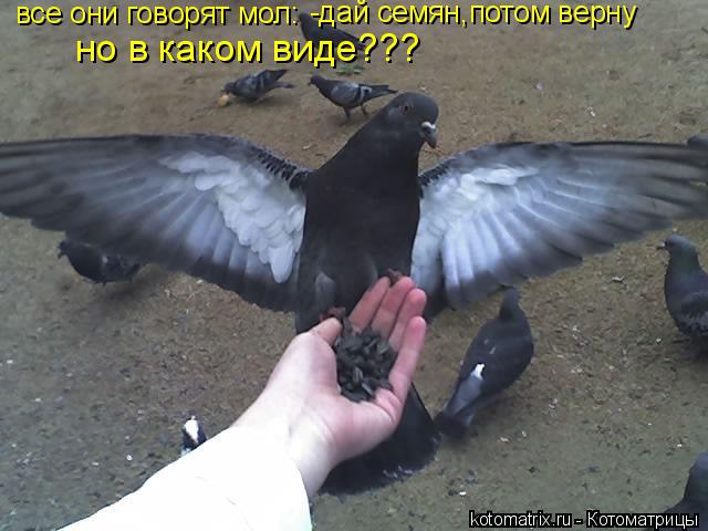 4743317_nK (640x480, 46Kb)