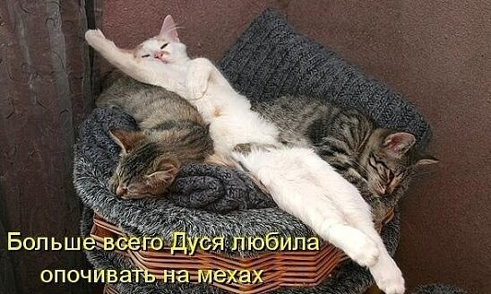 4743317_i_jpgj (548x328, 62Kb)