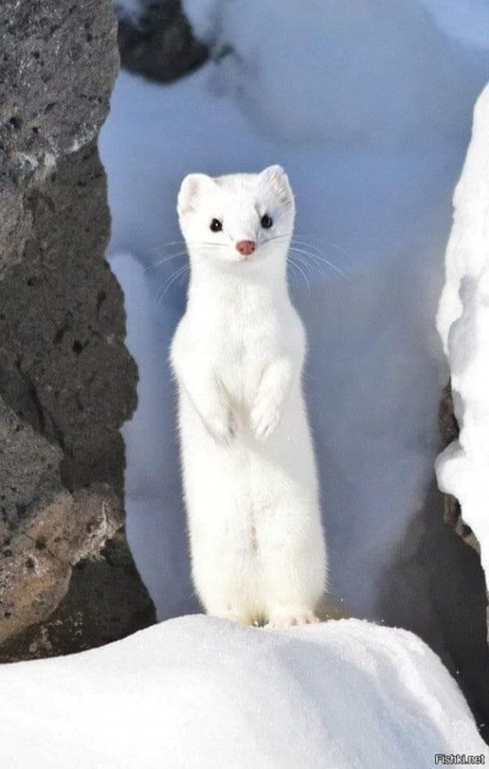 3437583_bdf42c1ac9d (445x700, 167Kb)