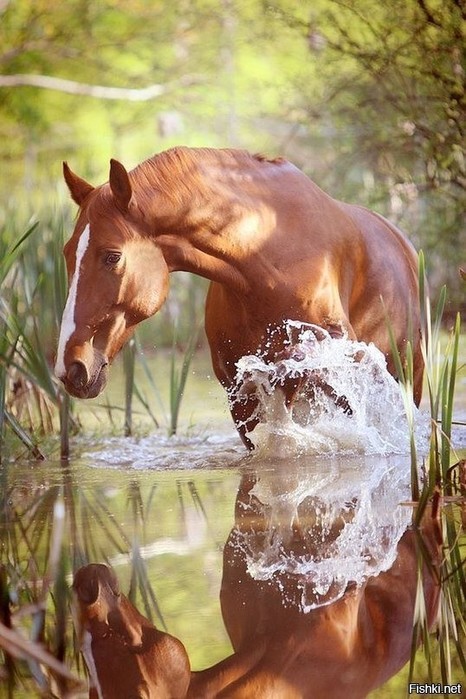 3437583_71e84ed3e912 (466x700, 104Kb)