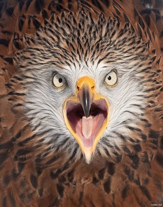 3437583_502ae4d4f957 (553x700, 307Kb)