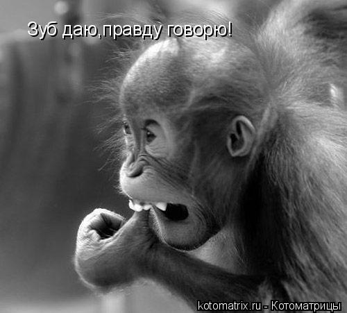 4743317_4q (500x451, 32Kb)
