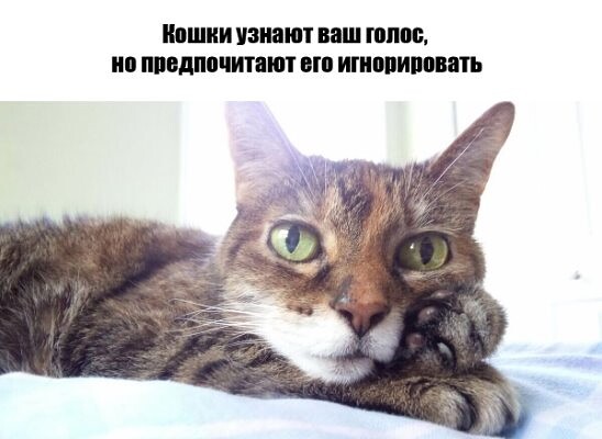 4743317_i_jpgj (548x400, 42Kb)