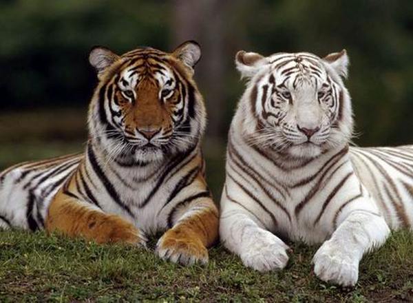 3109898_2_tigra_jb (600x440, 53Kb)