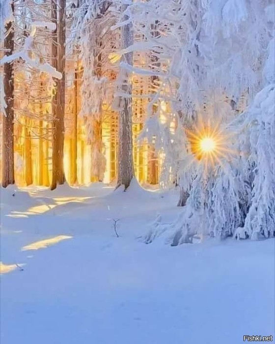 3437583_b5e86d1930 (560x700, 84Kb)