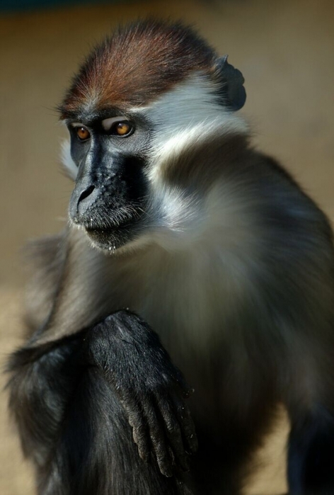 3437583_b98705 (472x700, 165Kb)