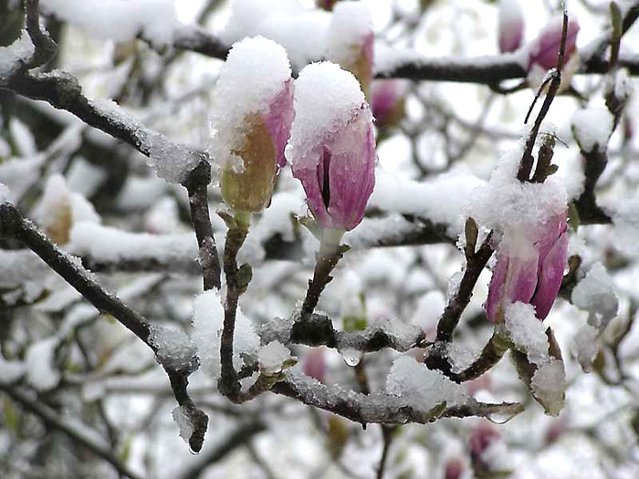 изображение_2022-02-11_215526 (700x525, 543Kb)