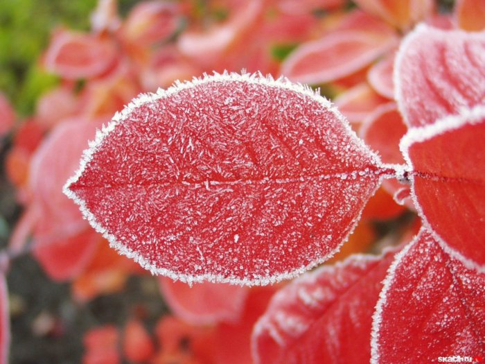 изображение_2022-02-11_215549 (700x525, 707Kb)