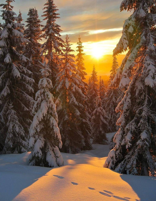 1 (544x700, 651Kb)