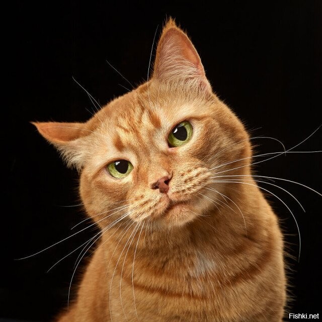 3437583_b91067e79 (640x640, 85Kb)