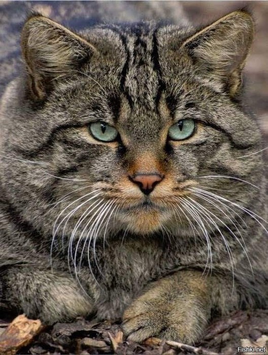 3437583_c5b4df4c (528x700, 137Kb)