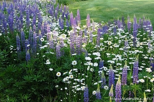 lupine_lupinus_leucanthemum_daisy__perennial_favorites (500x333, 179Kb)