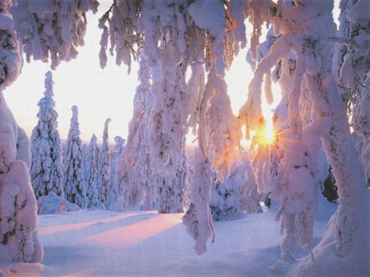 3437583_1385851498 (540x405, 48Kb)