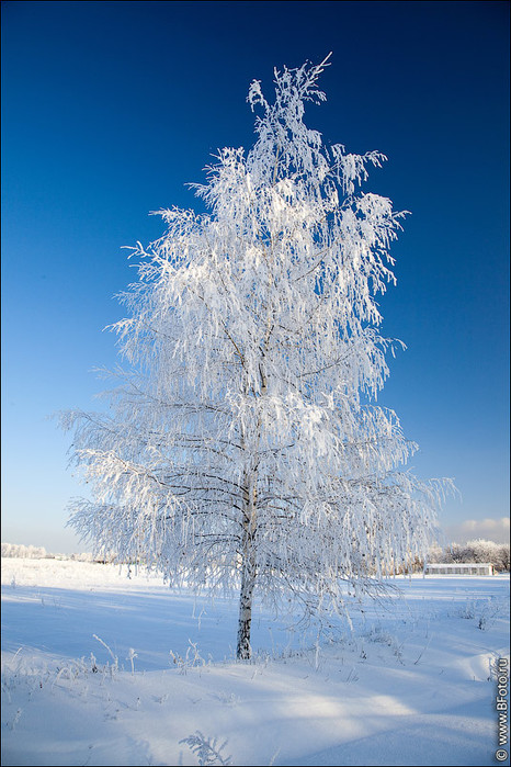 3437583_bfoto_ru_2516 (466x700, 132Kb)