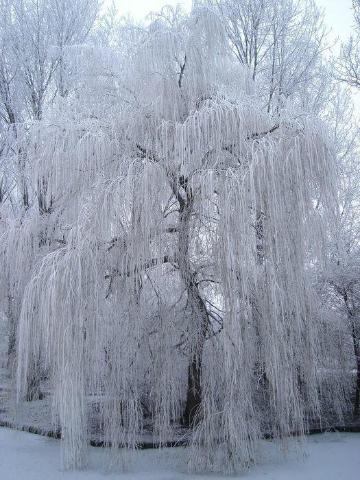 3437583_172b6a0 (525x700, 92Kb)
