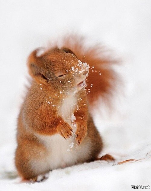 3437583_135b5b04 (500x629, 54Kb)