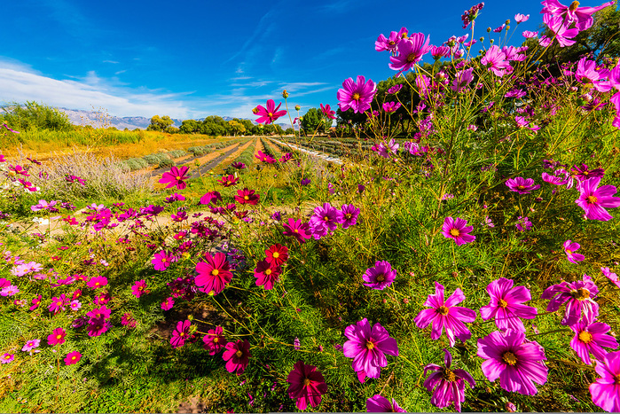 20121008-nm-tex-0788 (700x467, 408Kb)