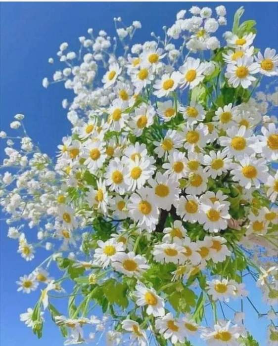 FB_IMG_1645336227277 (562x700, 60Kb)